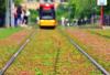 Tramwaje Warszawskie pokryją rozchodnikiem torowiska w trzech miejscach