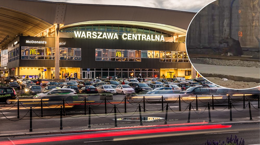Łoś na torach kolejowych, sparaliżował ruch na stacji Warszawa Centralna