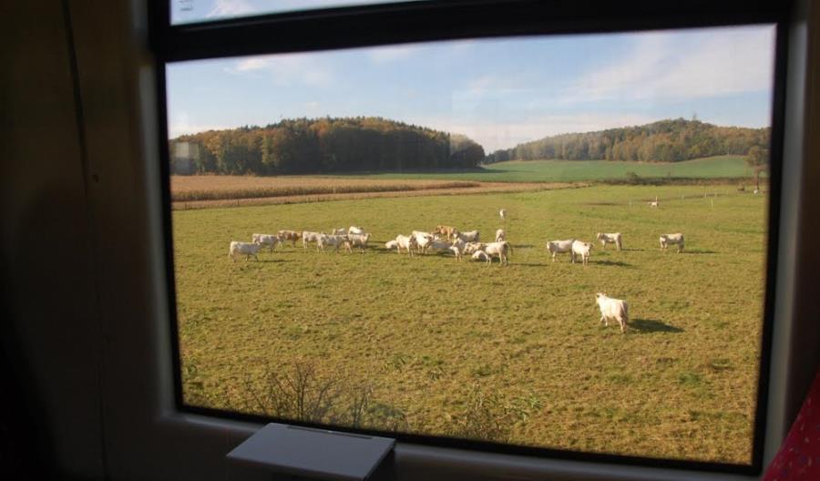 Ostatnie pociągi Jelenia Góra – Lwówek Śląski. Co stanie się z linią? [zdjęcia]